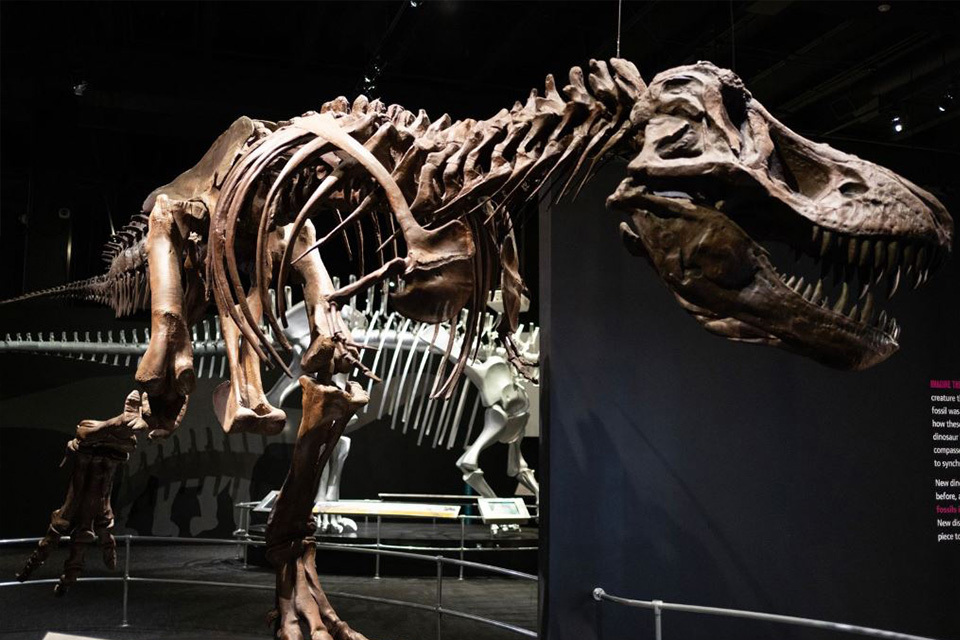 American Museum of Natural History Dinosaurs Exhibit (courtesy of COSI)