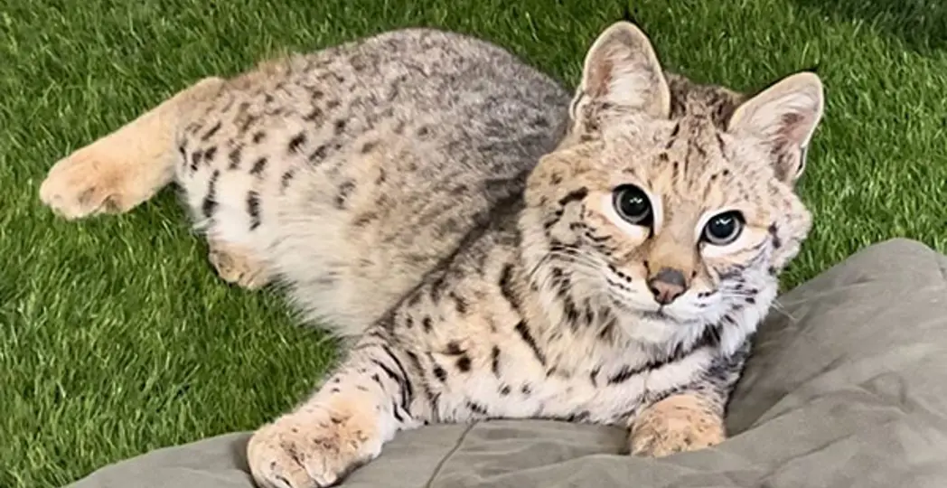 Courtesy Cleveland Museum of Natural History