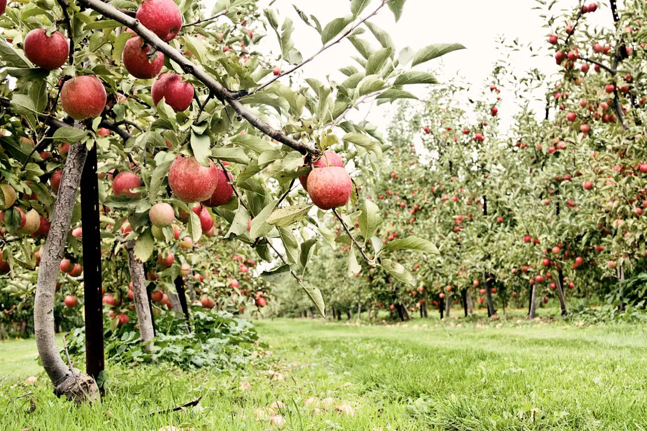 Northeast Ohio Fruit Growers Face Devastating Crop Losses This Season