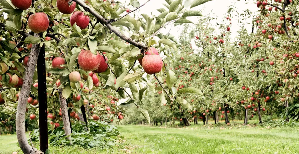 Courtesy Quarry Hill Orchards