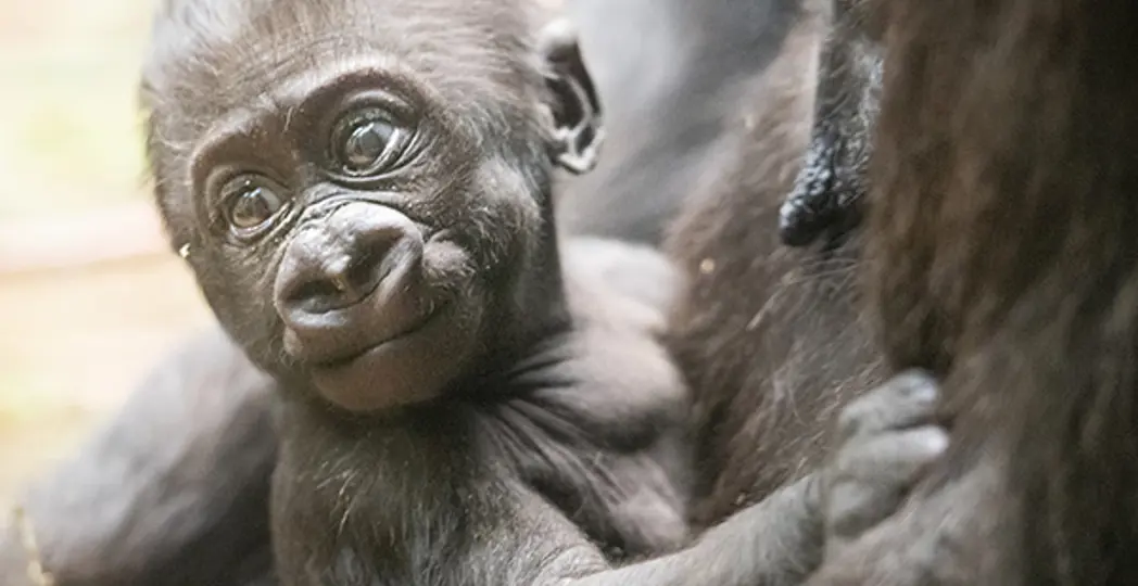 Courtesy Cleveland Metroparks Zoo