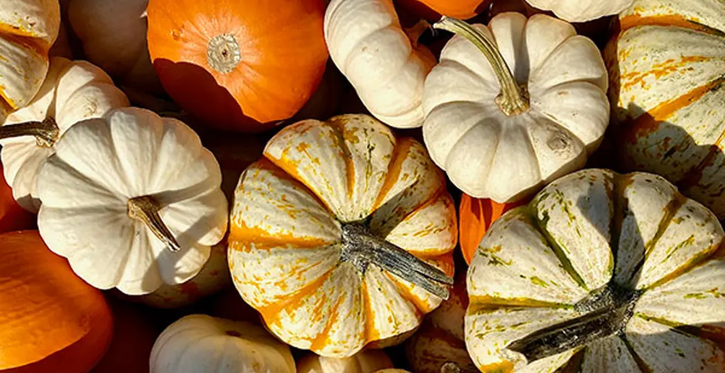 Courtesy Heritage Farms, Guyette Farms, Kuchta Farms, Maize Valley Winery, Rockin 'R Ranch and Schuster's Pumpkin Patch