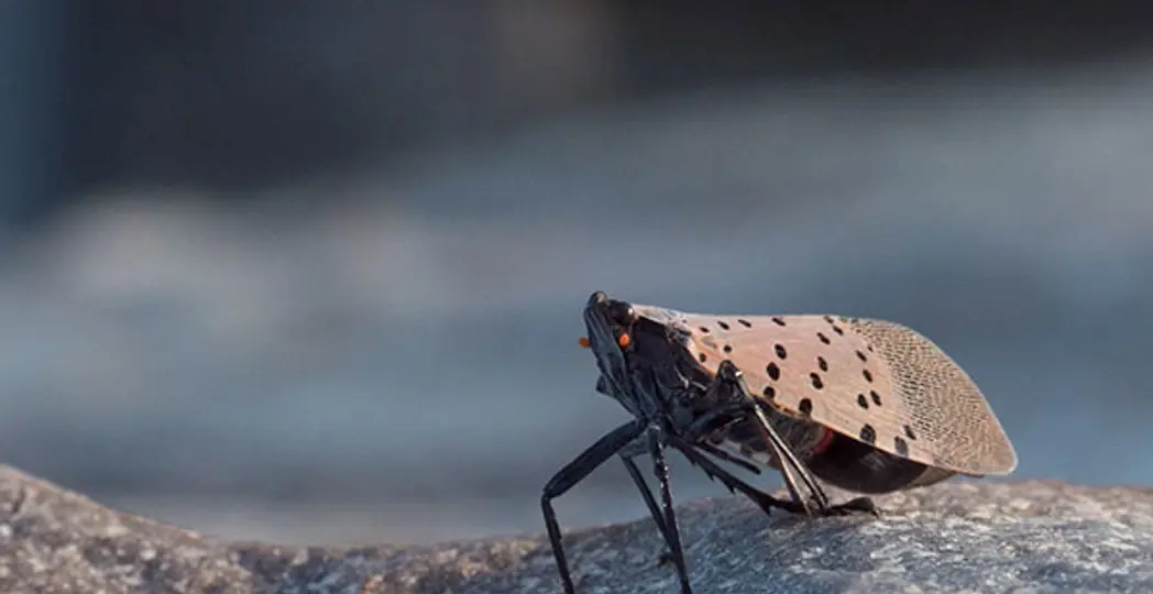 Courtesy Lance Cheung, USDA Photo