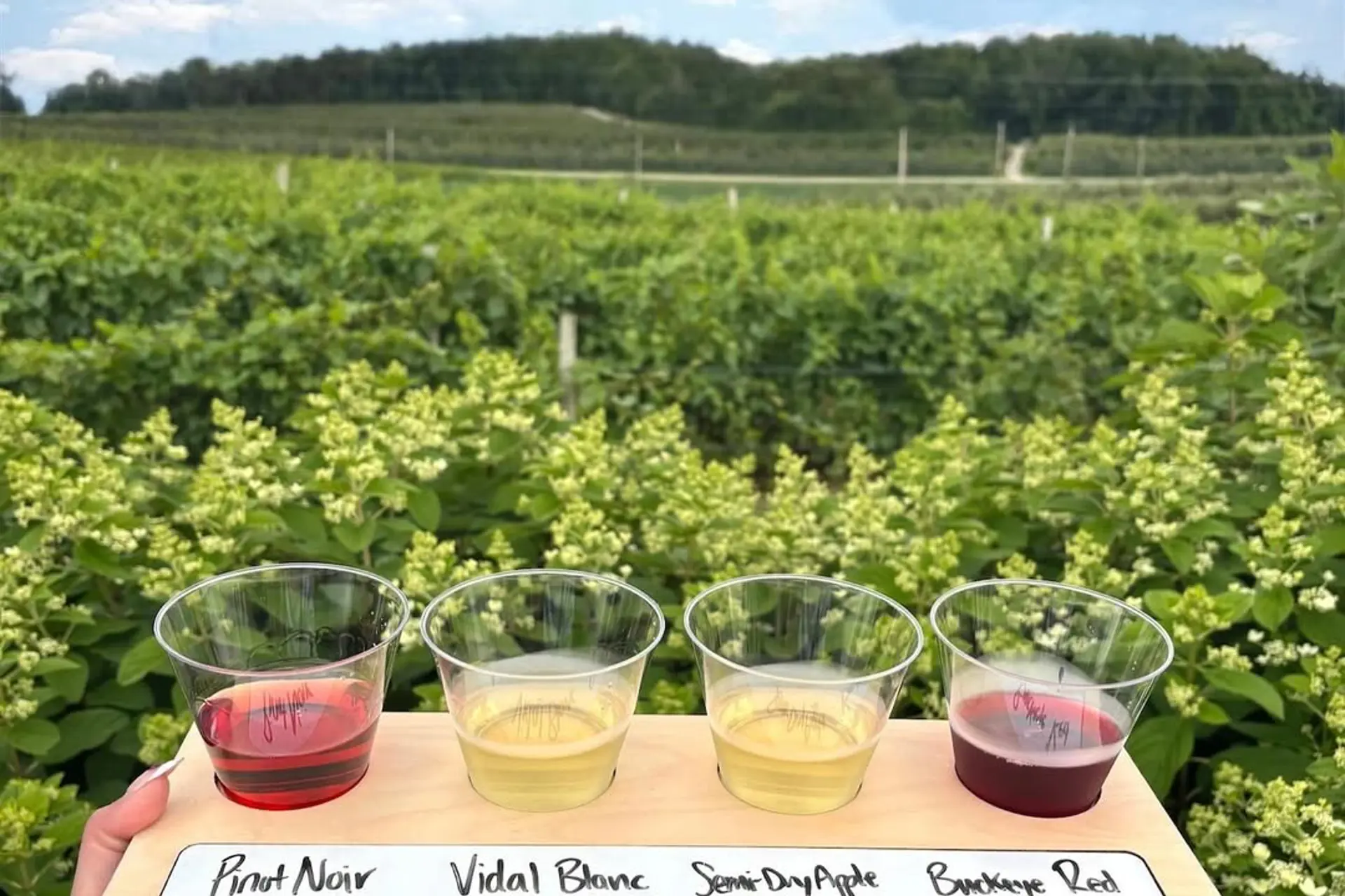 Quarry Hill winery vineyards summer patio outside northeast ohio 