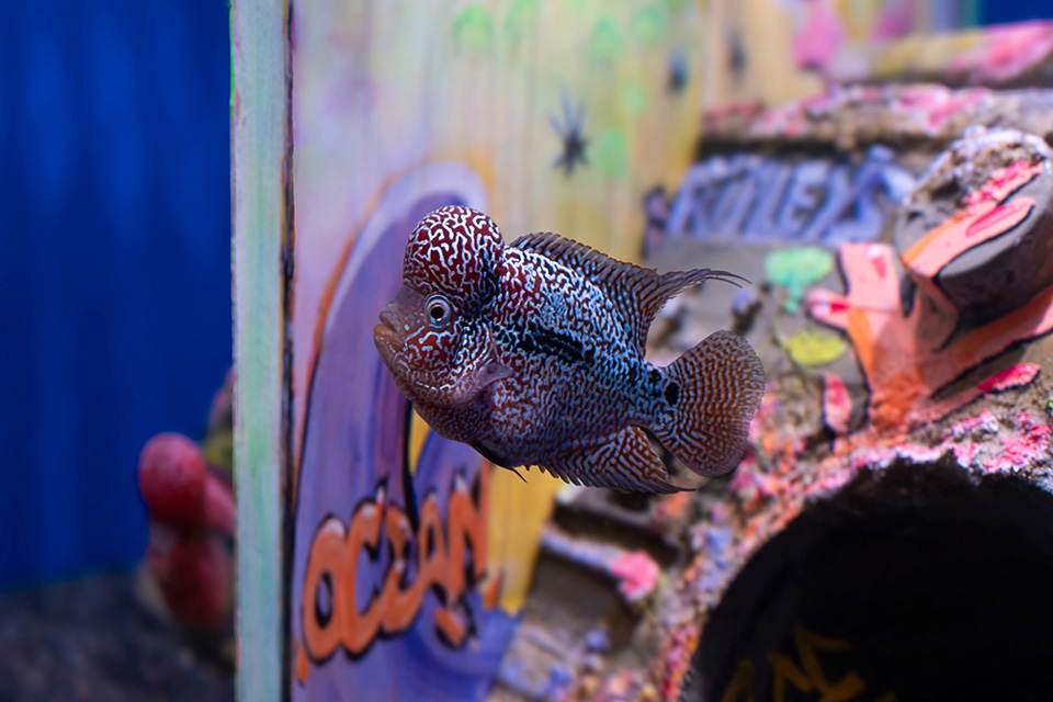 Ripley's Aquarium of Canada in Toronto, Ontario (photo courtesy of Ripley's Aquarium of Canada)