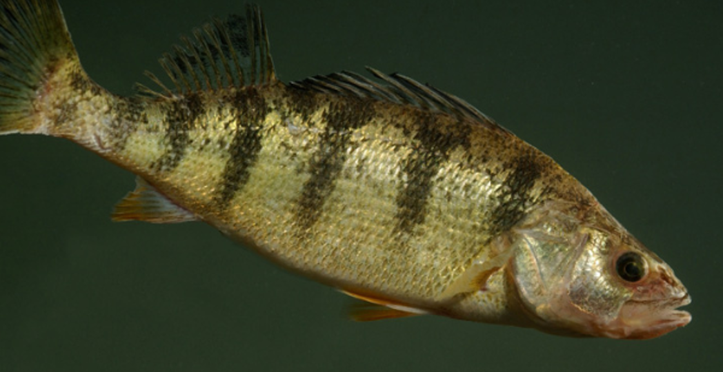 Courtesy Ohio Department of Natural Resources