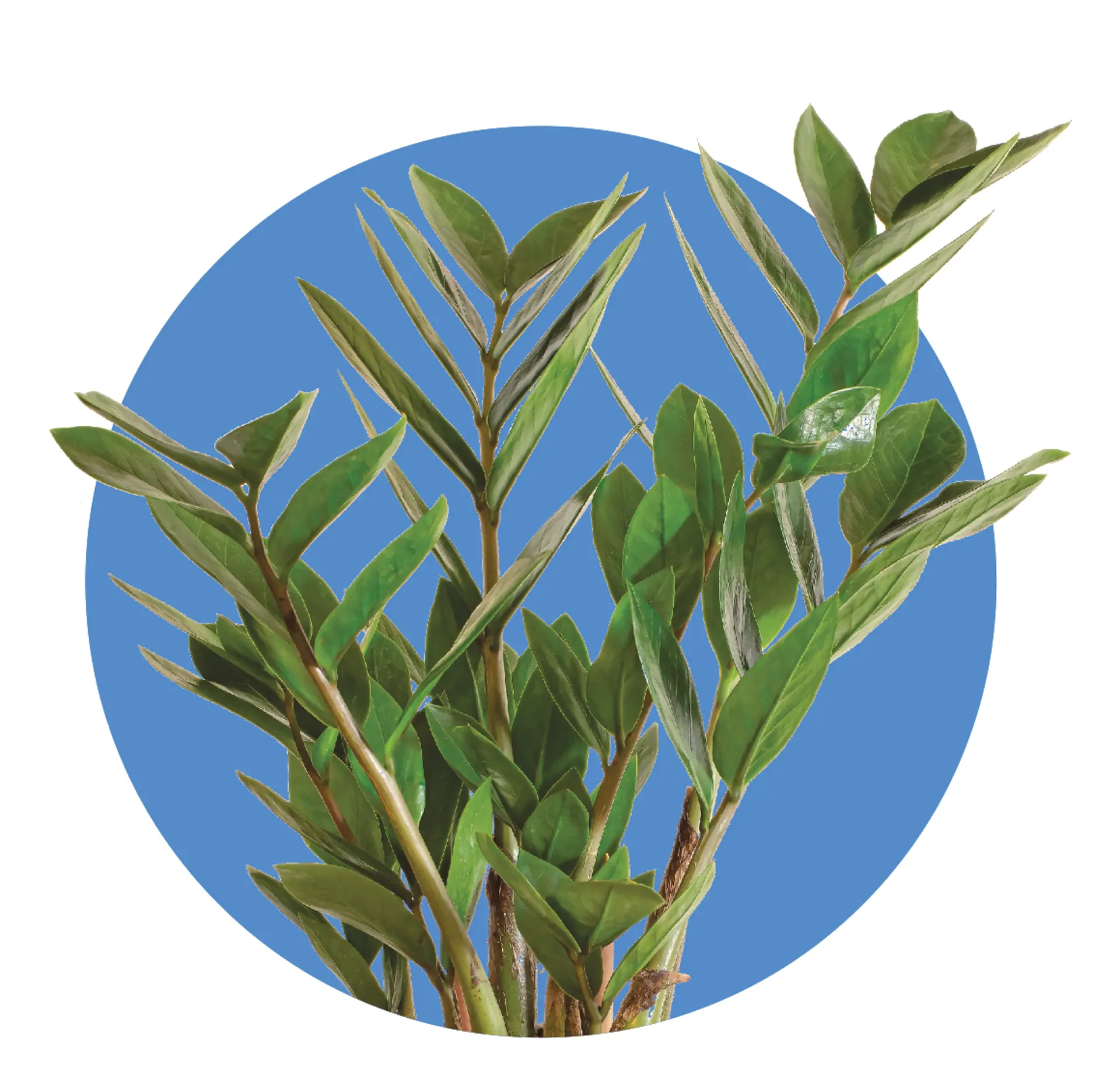 ZZ Plant | COURTESY ISTOCK