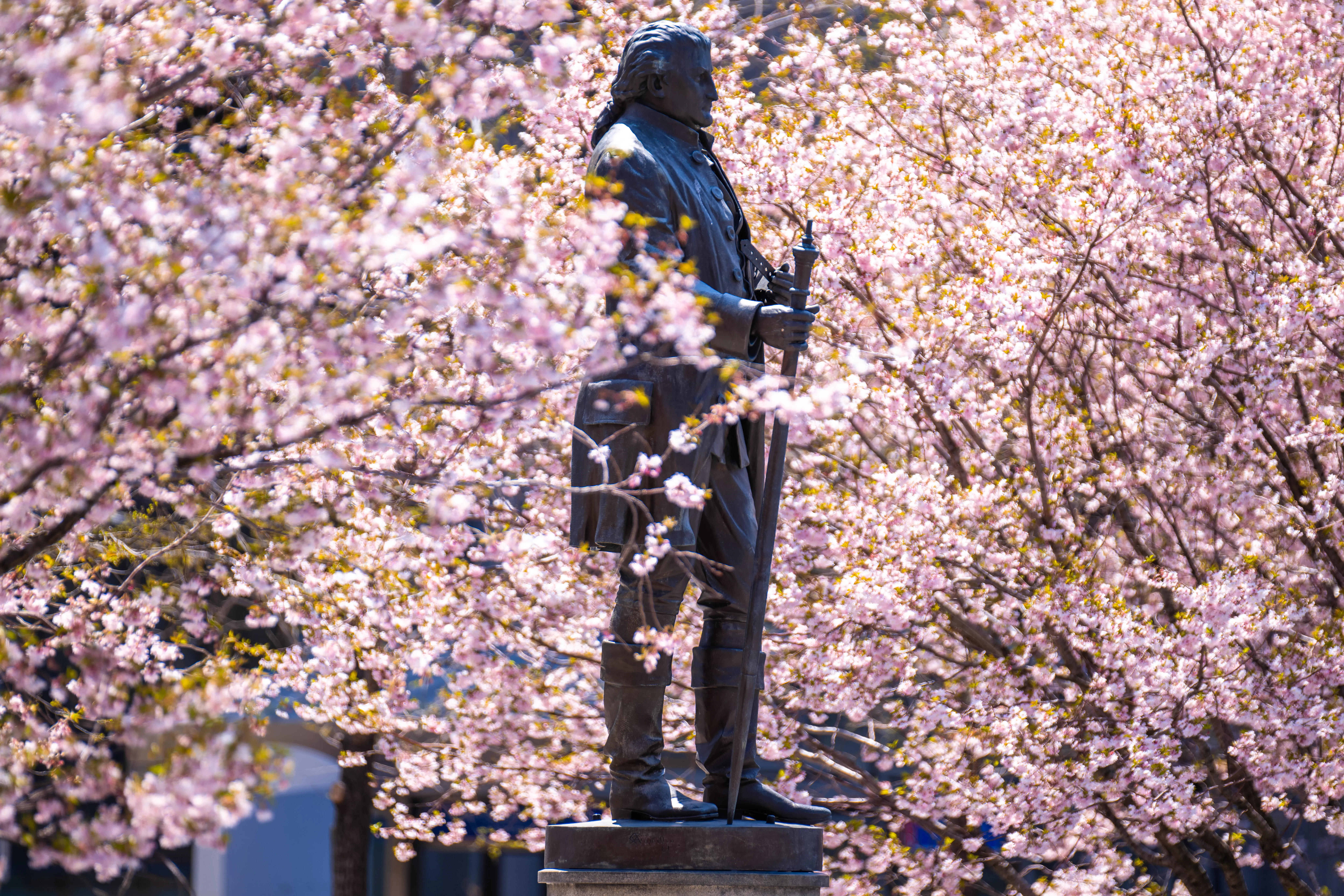 5 Cherry Blossom Hot Spots in Northeast Ohio