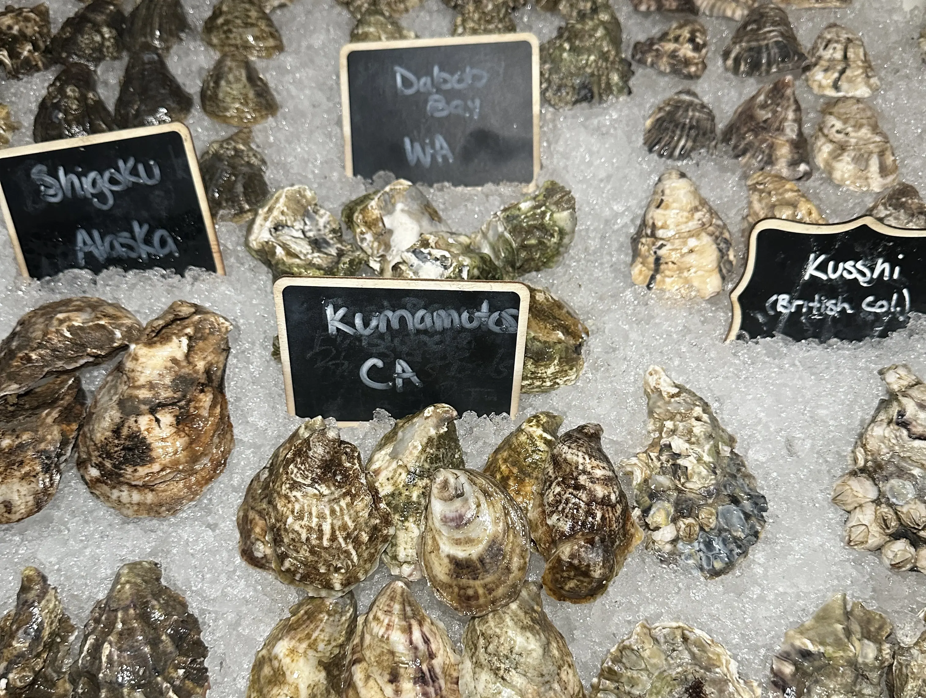 First Look: Edwins Oyster Bar, Opening Wednesday, July 22 in Cleveland Heights