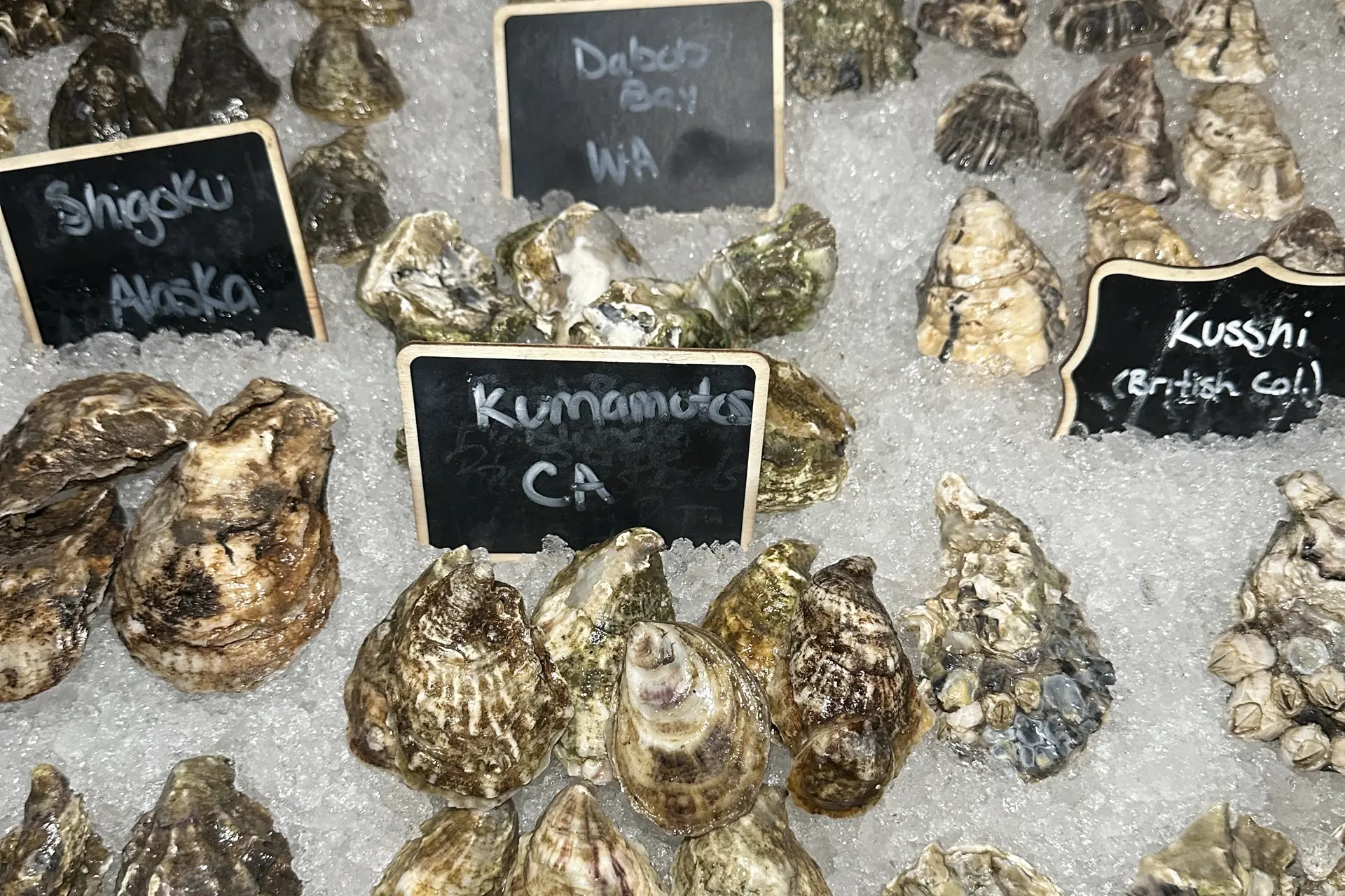 First Look: Edwins Oyster Bar, Opening Wednesday, July 22 in Cleveland Heights
