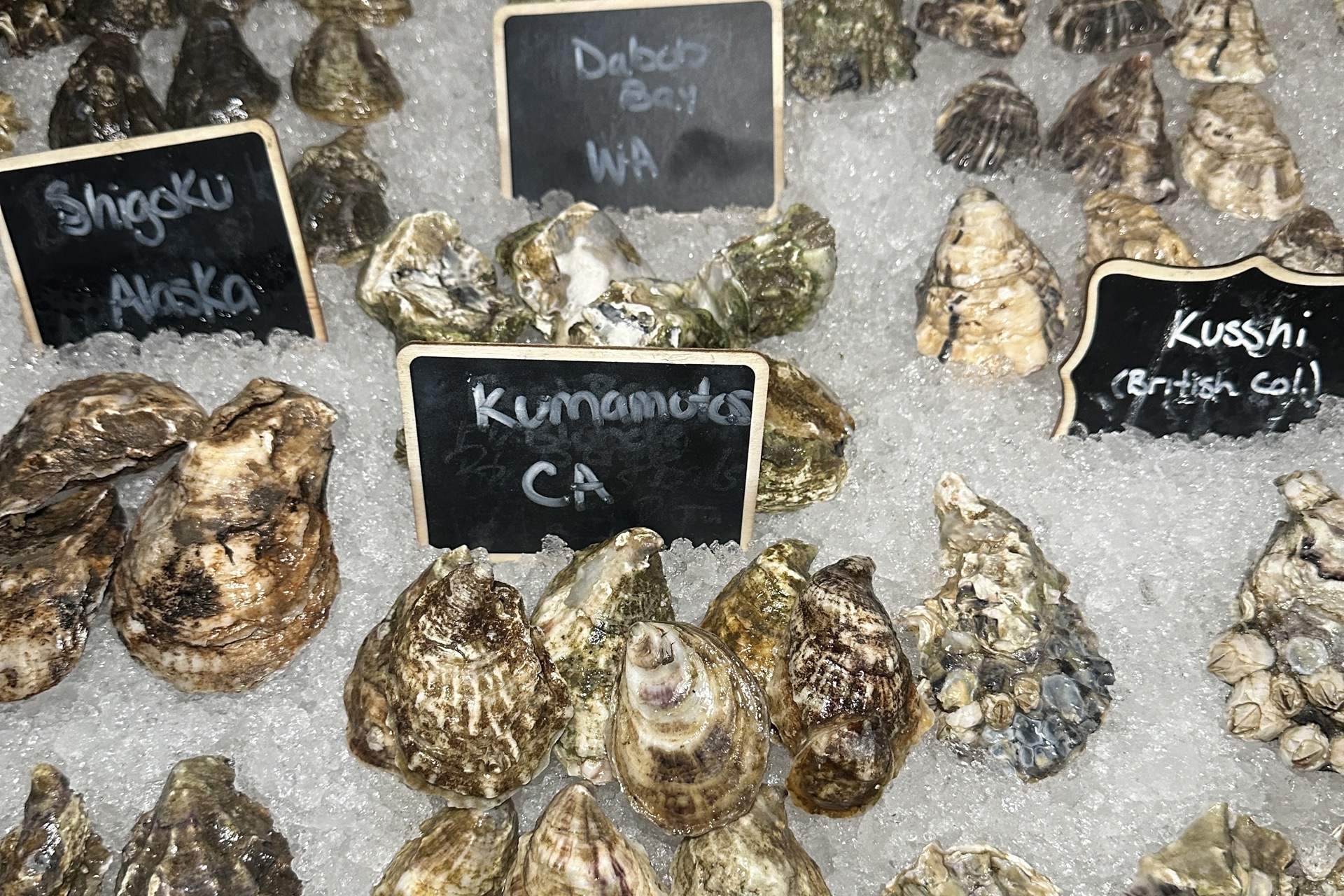 First Look: Edwins Oyster Bar, Opening Wednesday, July 22 in Cleveland Heights