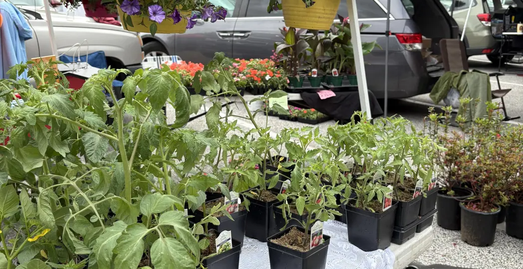 Heart of Willoughby Outdoor Market