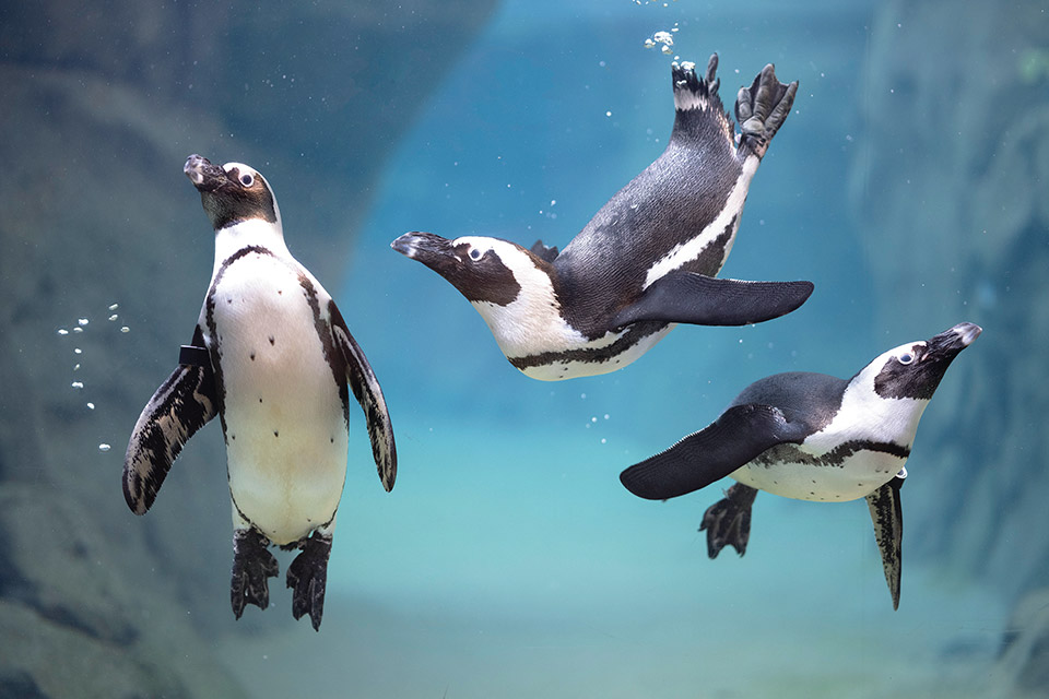 Three African penguins swimming at the National Aviary in Pittsburgh, Pennsylvania (photo by Mike Faix) Three African penguins swimming at the National Aviary in Pittsburgh, Pennsylvania (photo by Mike Faix)