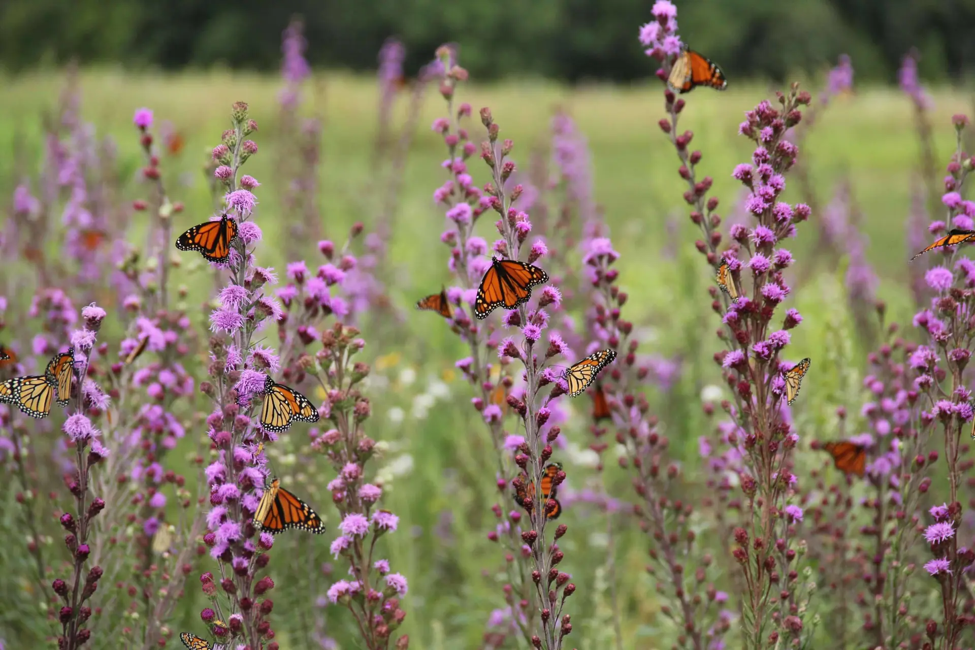 Courtesy Monarch Joint Venture fall migration butterflies northeast ohio