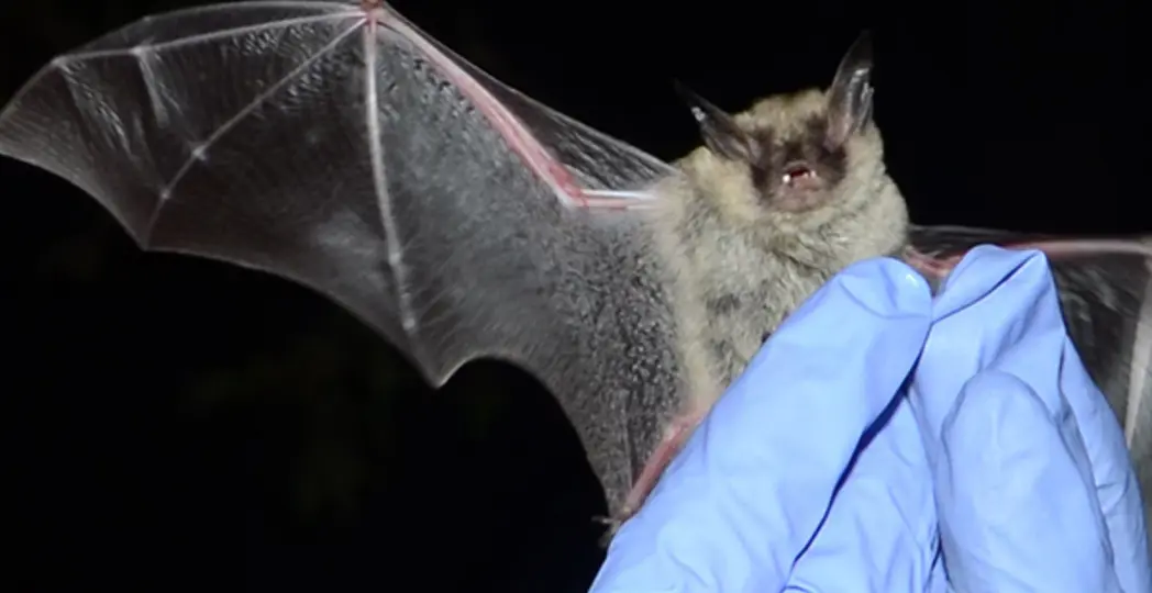 Courtesy US Fish and Wildlife Service