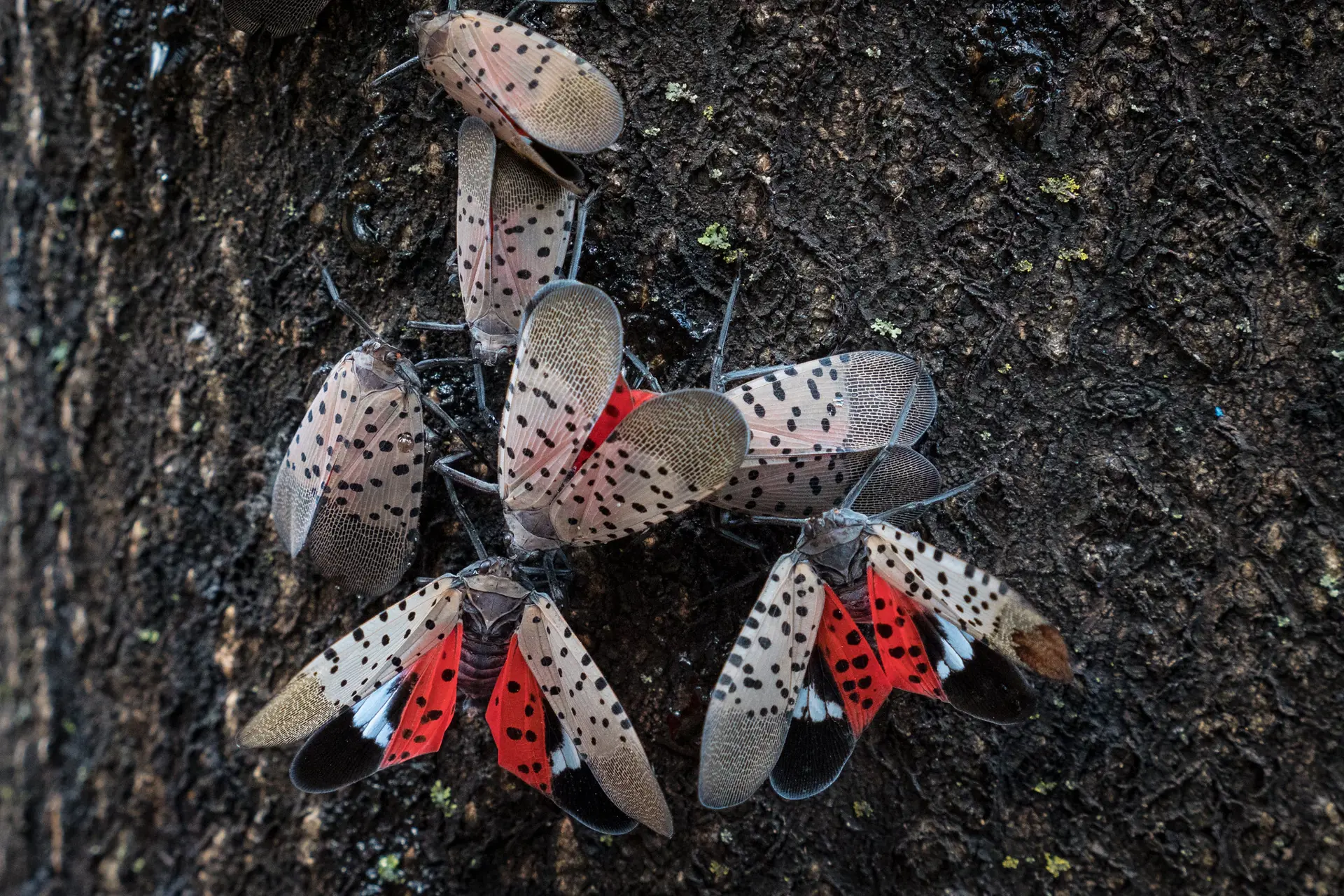 Spotted Lanternfly Season: CLE Daily