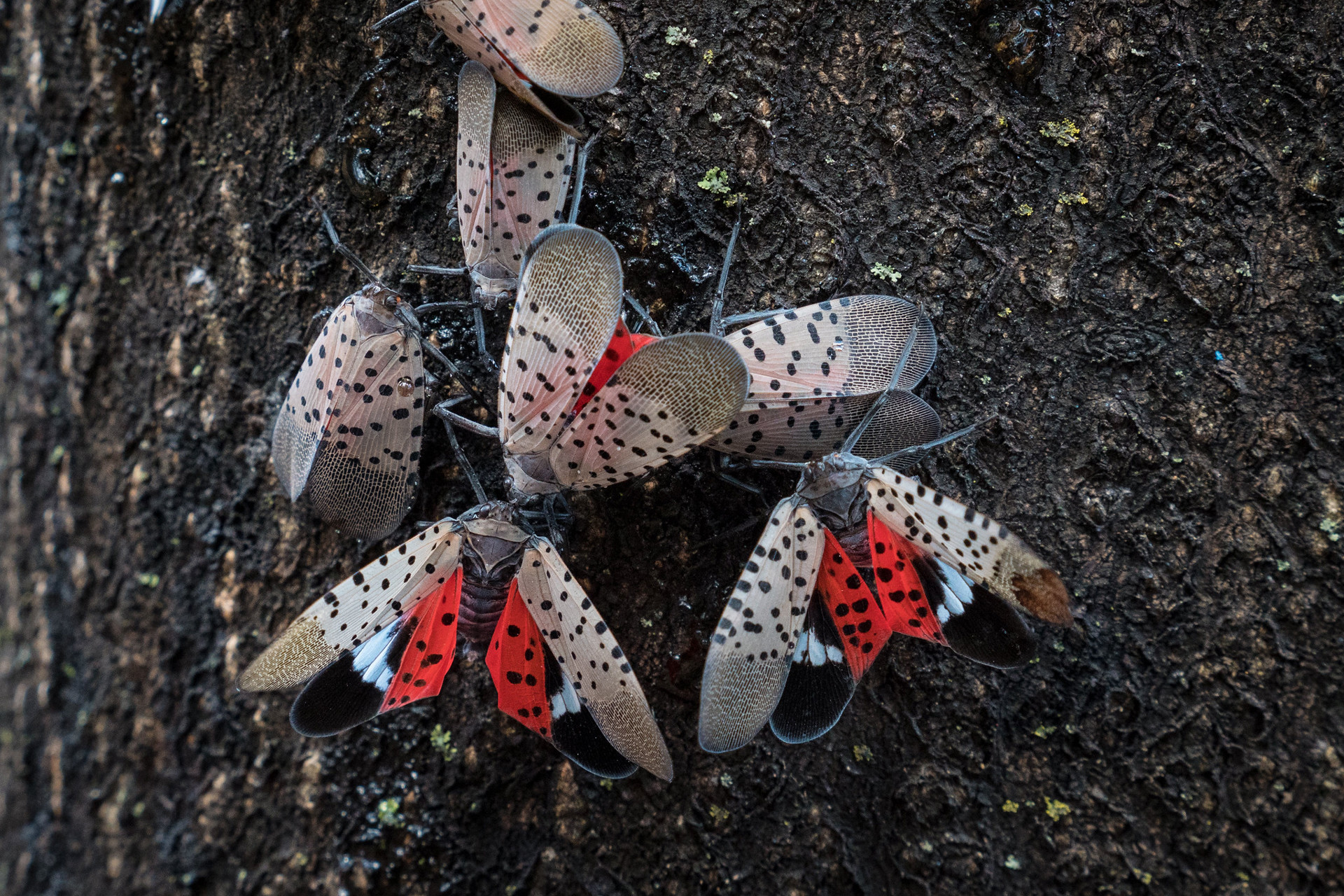 Spotted Lanternfly Season: What Ohio’s Statewide Quarantine Means